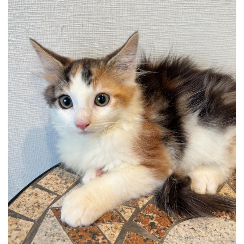 販売中の埼玉県のノルウェージャンフォレストキャット-125953の3枚目