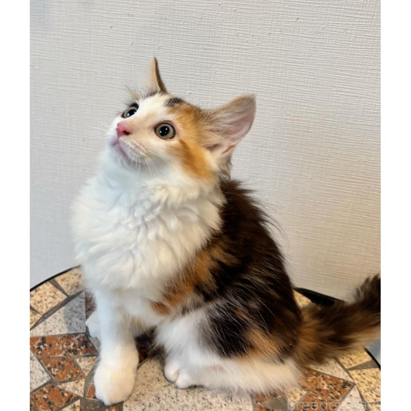 販売中の埼玉県のノルウェージャンフォレストキャット-125953の2枚目