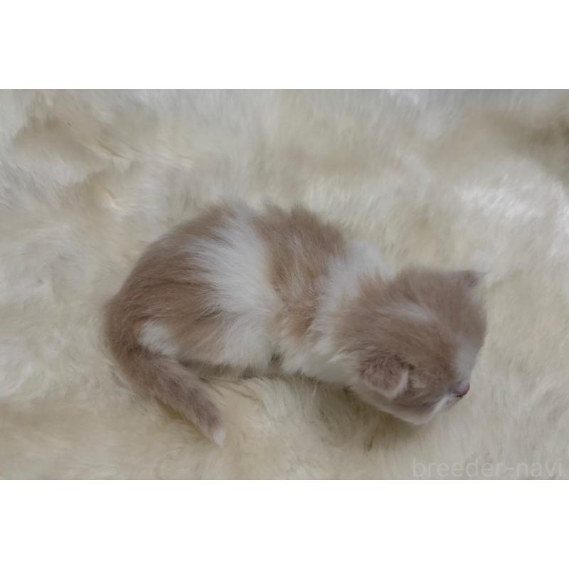 販売中の鹿児島県のミヌエット(短足)-125963の3枚目