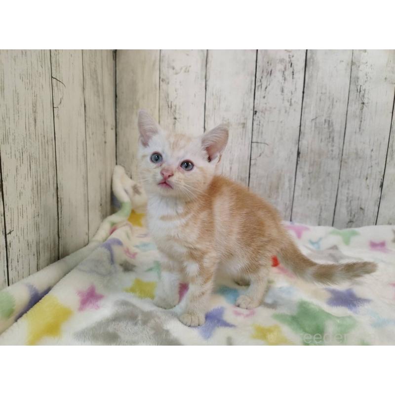 販売中の三重県のアメリカンショートヘア-122855の3枚目
