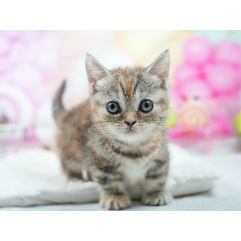 販売中の茨城県のマンチカン(短足)-125997の4枚目