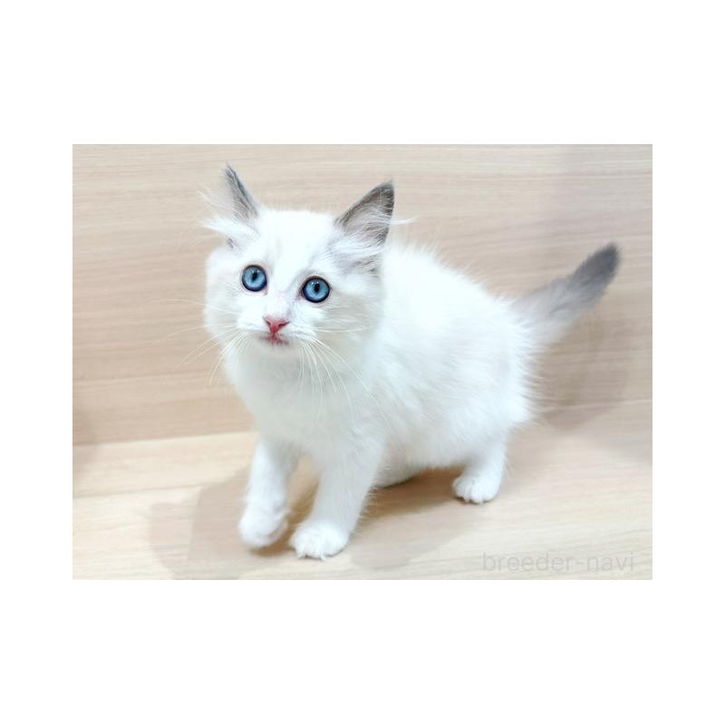 販売中の東京都のラグドール-126000の4枚目
