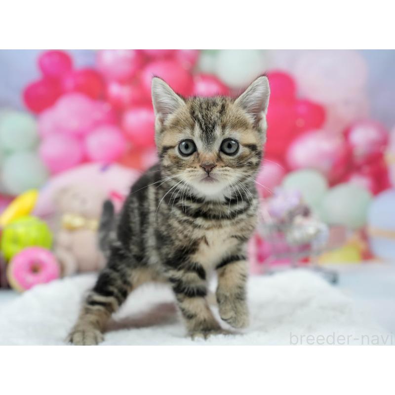 販売中の茨城県のマンチカン-126003の3枚目