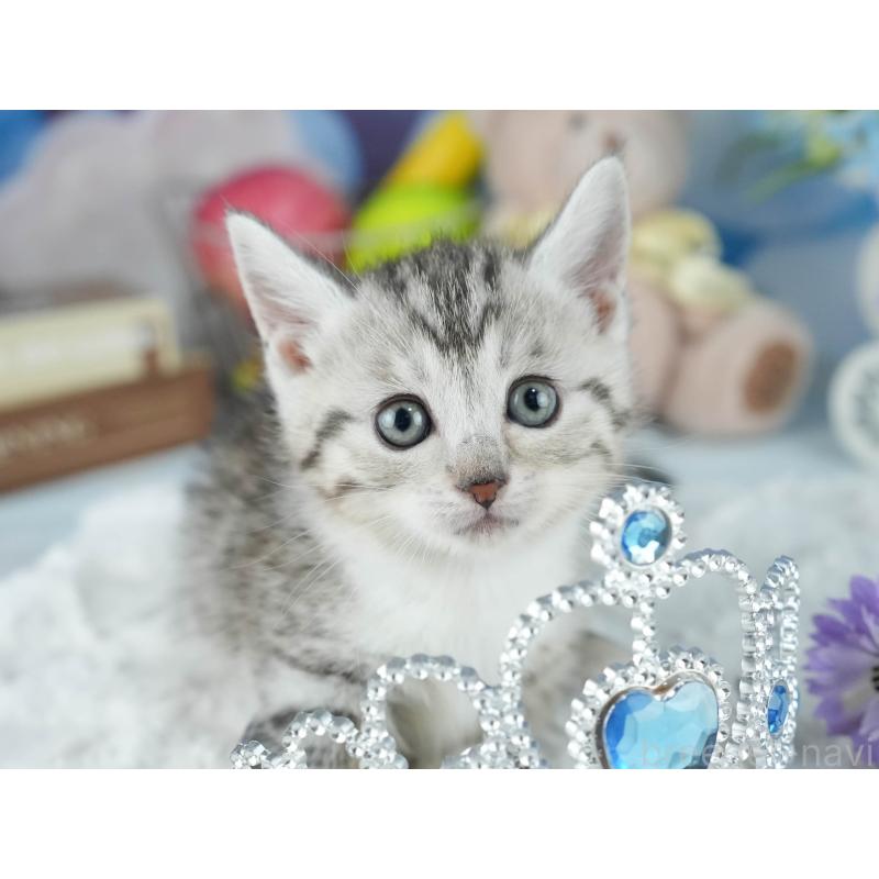 販売中の茨城県のマンチカン(短足)-126005の3枚目