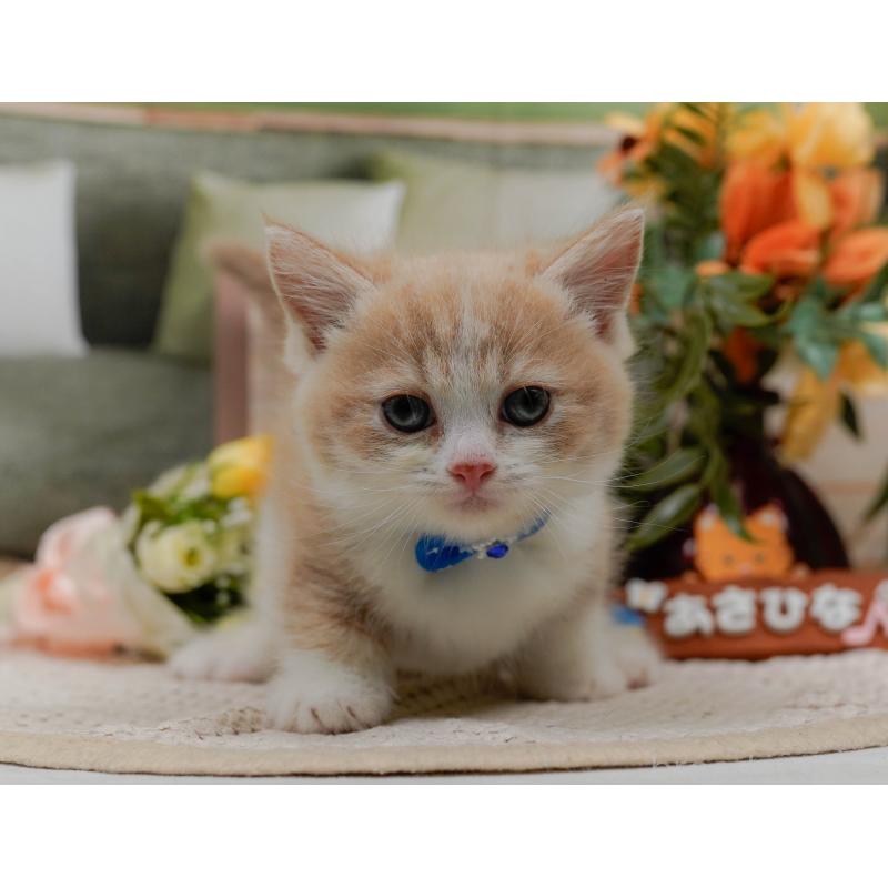 販売中の神奈川県のマンチカン(短足)-126013の2枚目