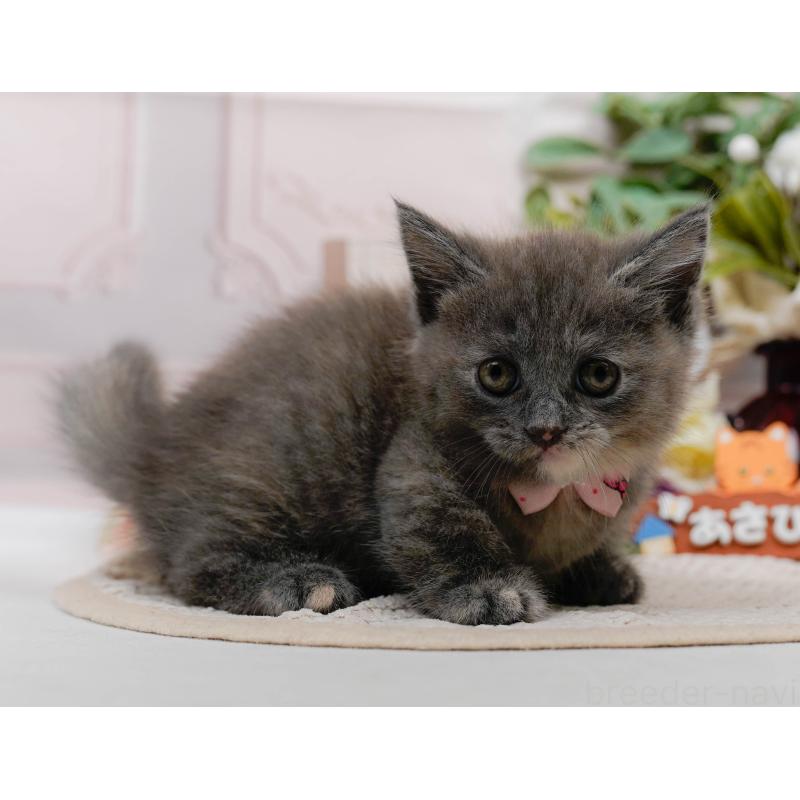販売中の神奈川県のマンチカン(短足)-126018の6枚目