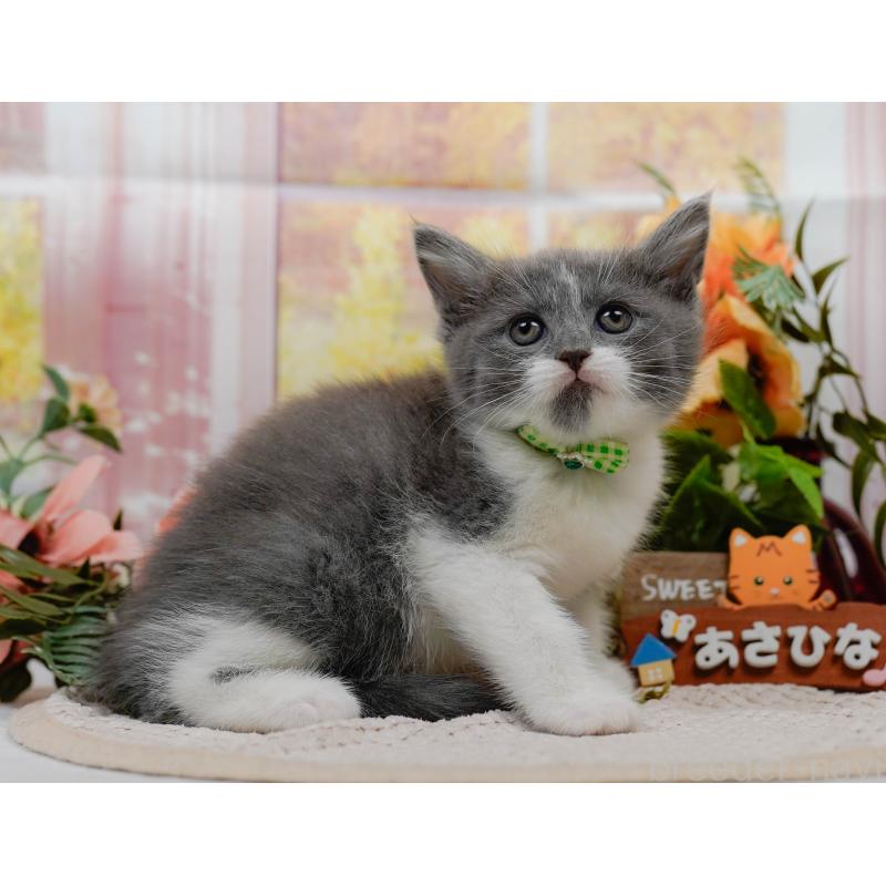 販売中の神奈川県のマンチカン-126022の11枚目