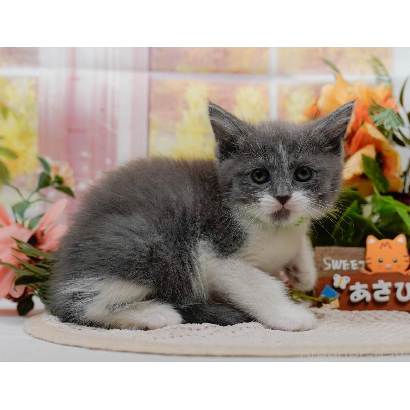 販売中の神奈川県のマンチカン-126022の8枚目