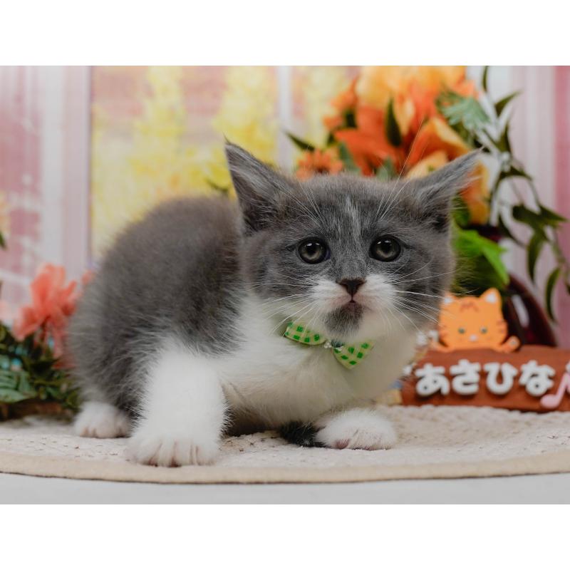 販売中の神奈川県のマンチカン-126022の4枚目