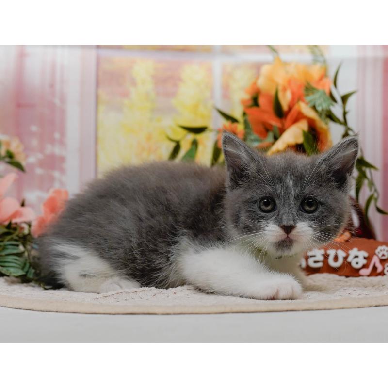 販売中の神奈川県のマンチカン-126022の2枚目