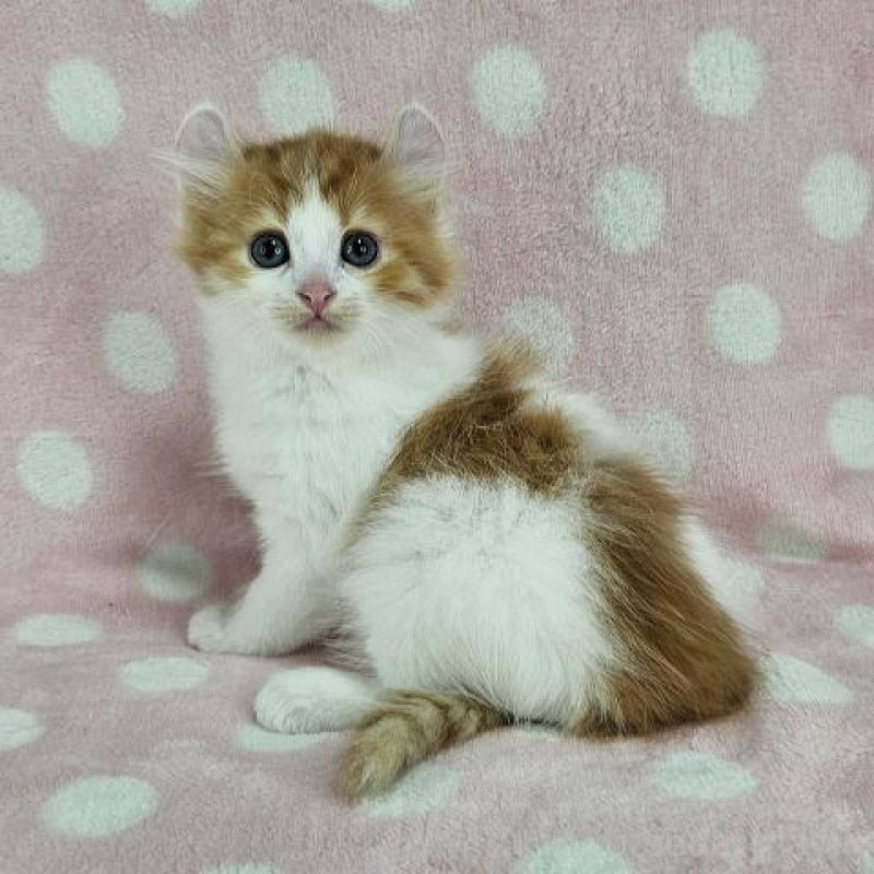 販売中の東京都のマンチカン-126025の4枚目