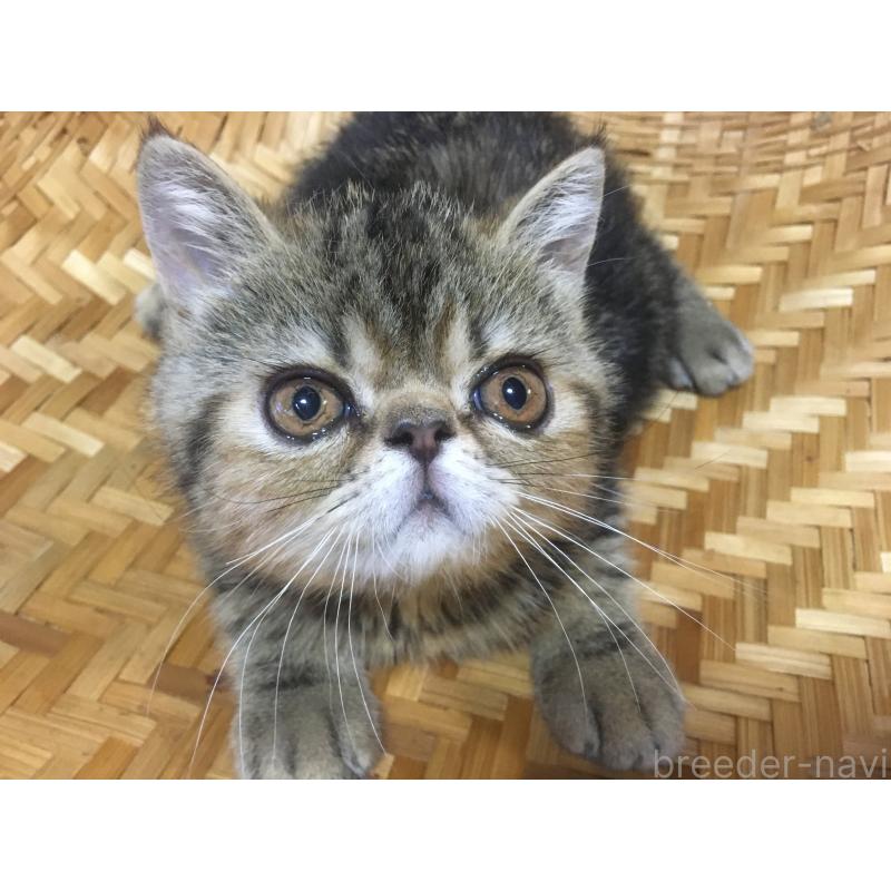 販売中の神奈川県のエキゾチックショートヘア-123402の2枚目
