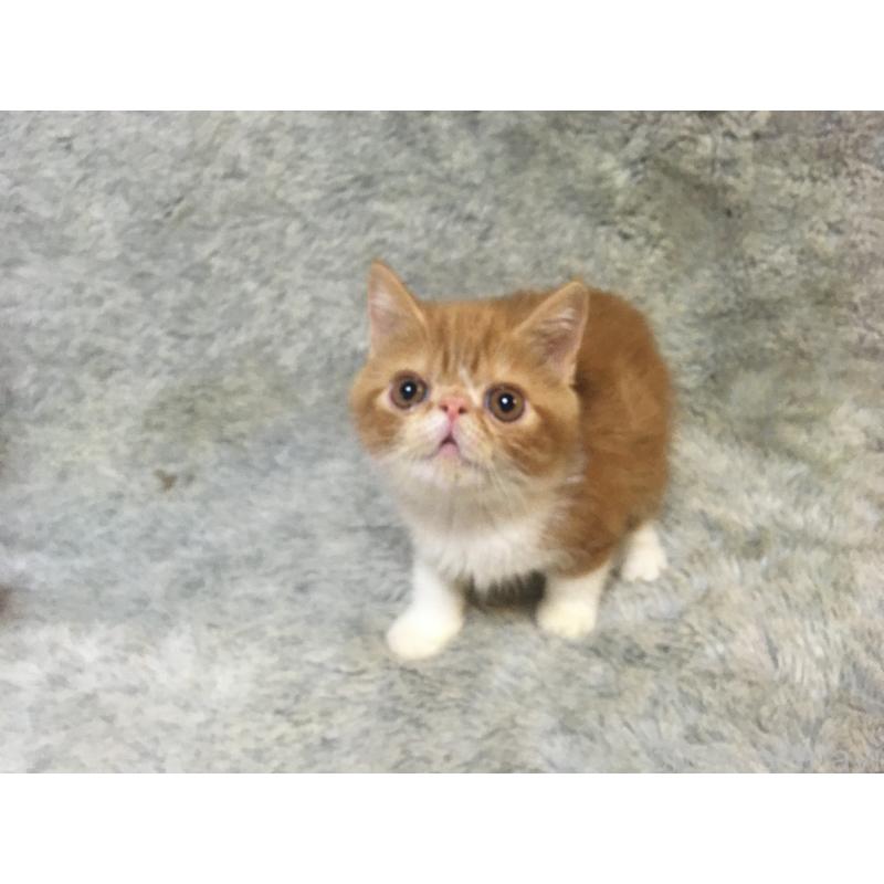 販売中の神奈川県のエキゾチックショートヘア-124756の7枚目