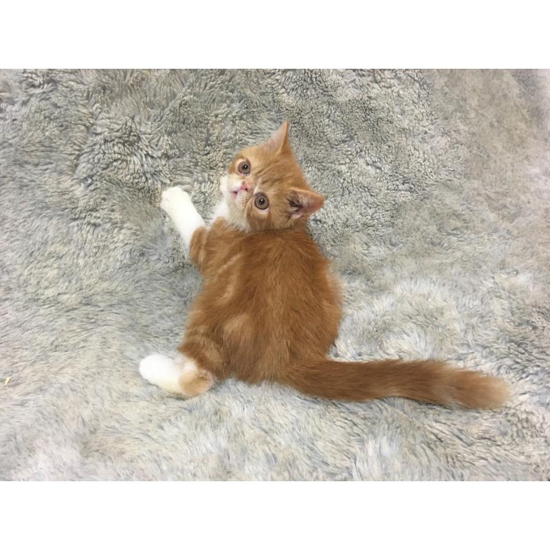販売中の神奈川県のエキゾチックショートヘア-124756の4枚目