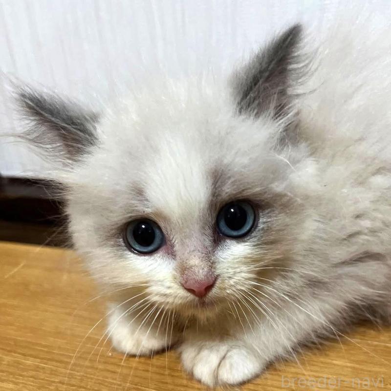 販売中の千葉県のラグドール-126034の1枚目