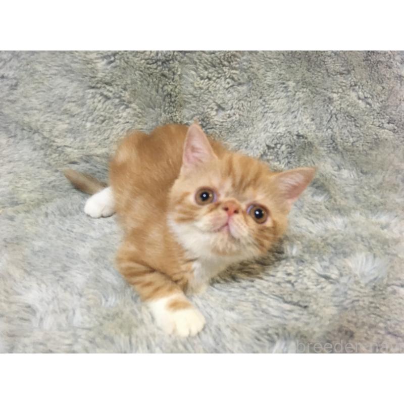 販売中の神奈川県のエキゾチックショートヘア-124754の6枚目