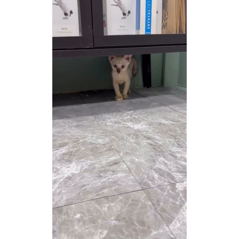販売中の埼玉県のベンガル-126063の3枚目