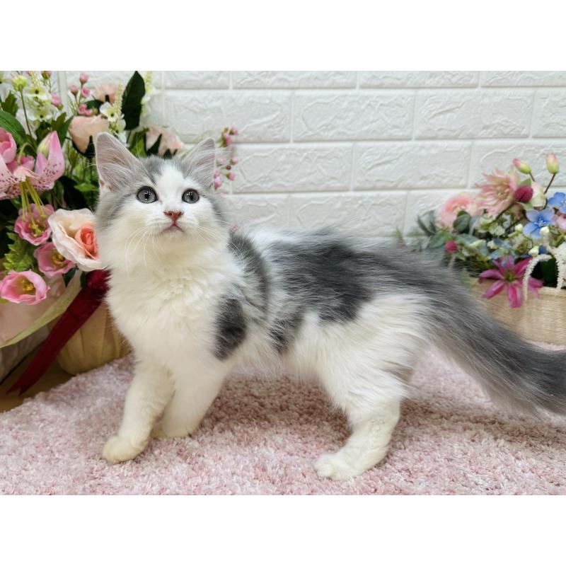 販売中の東京都のラガマフィン-124053の6枚目