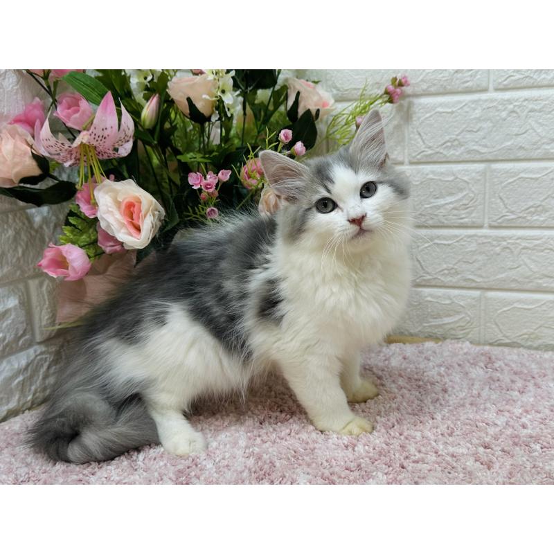 販売中の東京都のラガマフィン-124053の5枚目