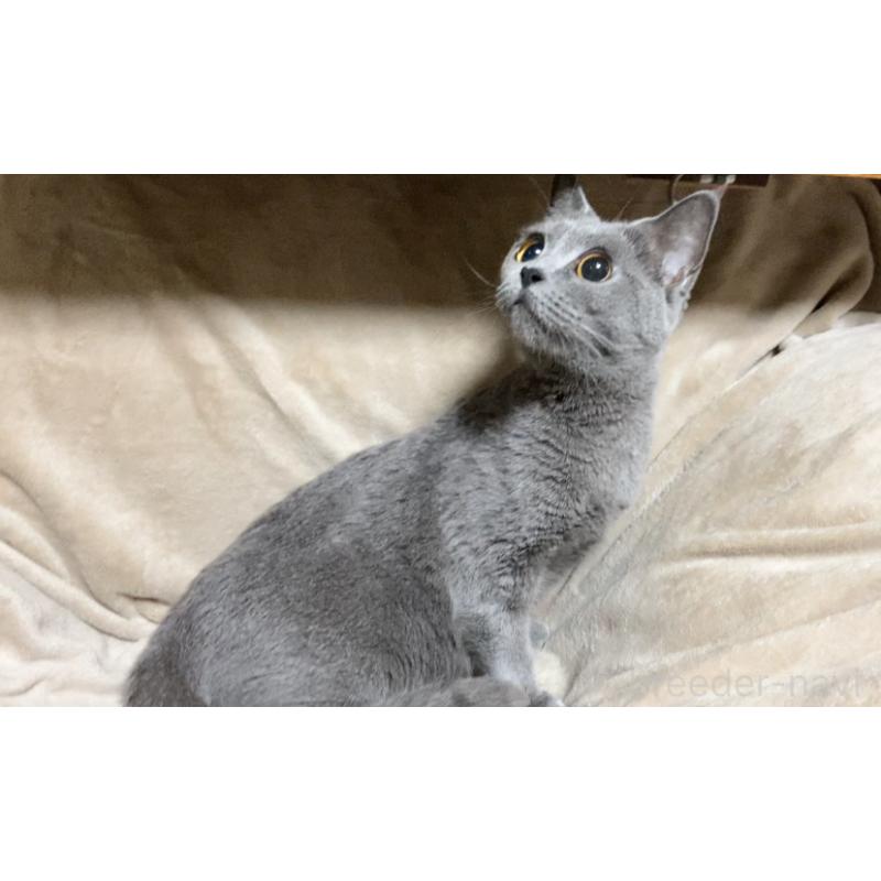 販売中の埼玉県のブリティッシュショートヘア-126079の7枚目