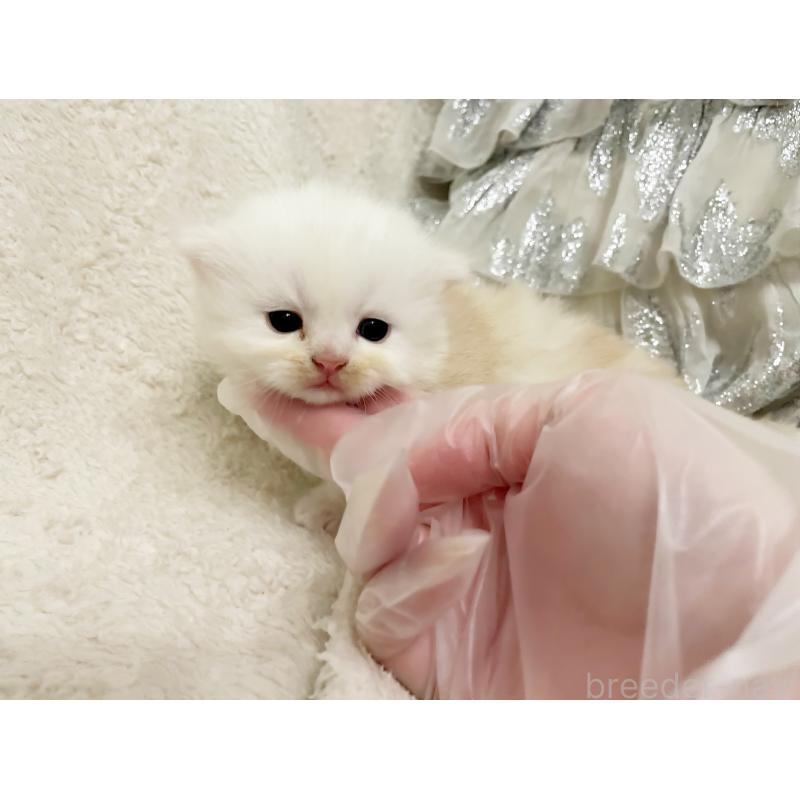 販売中の島根県のミヌエット(短足)-126080の2枚目