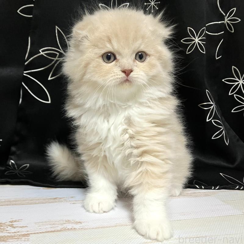 成約済の三重県のスコティッシュフォールド(折れ耳)-124490の1枚目