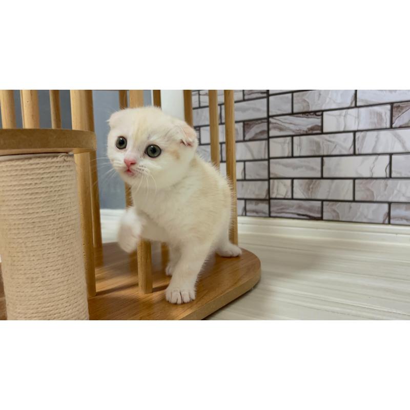 販売中の福岡県のマンチカン-124924の3枚目