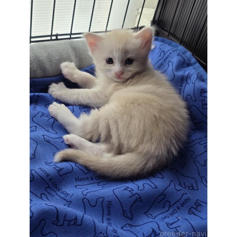 成約済の三重県のメインクーン-125469の4枚目