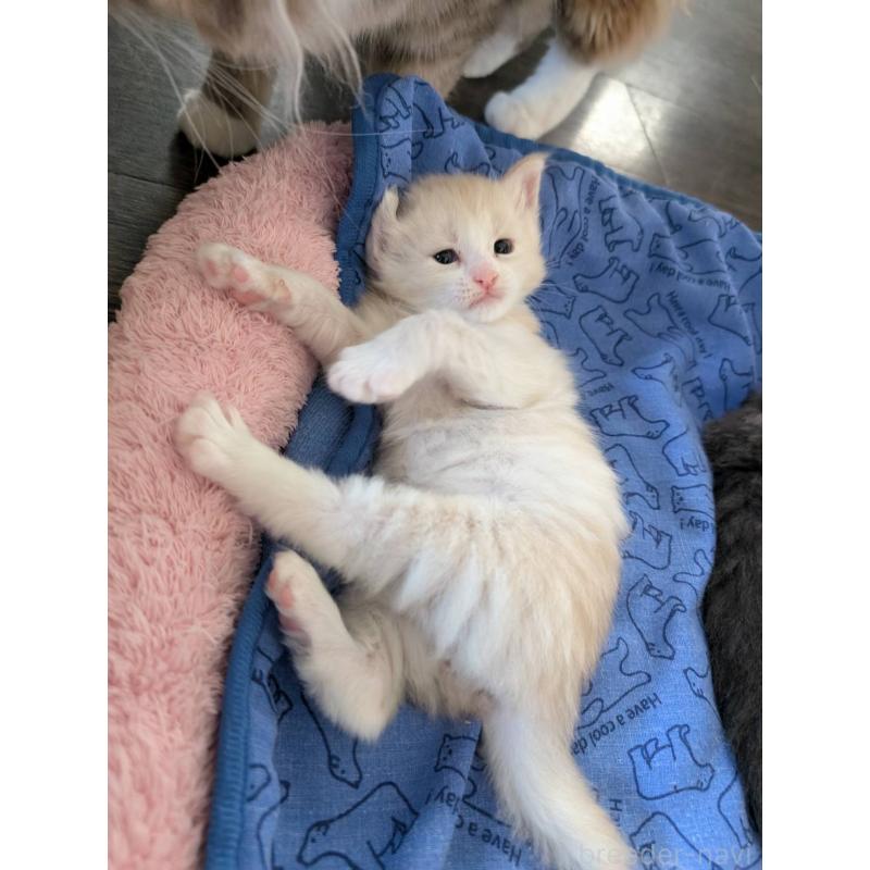 成約済の三重県のメインクーン-125469の2枚目