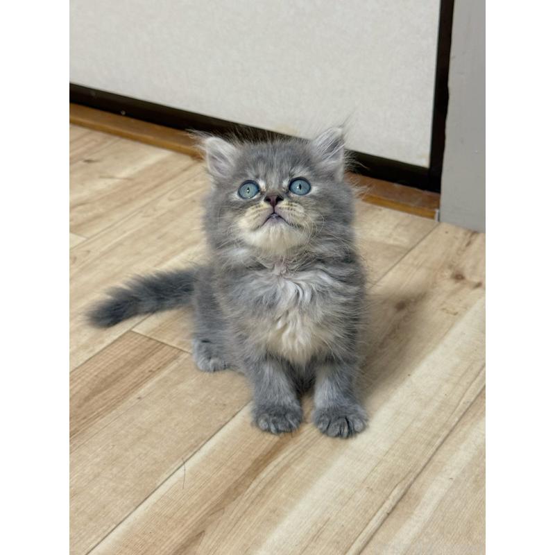 販売中の東京都のノルウェージャンフォレストキャット-126082の6枚目