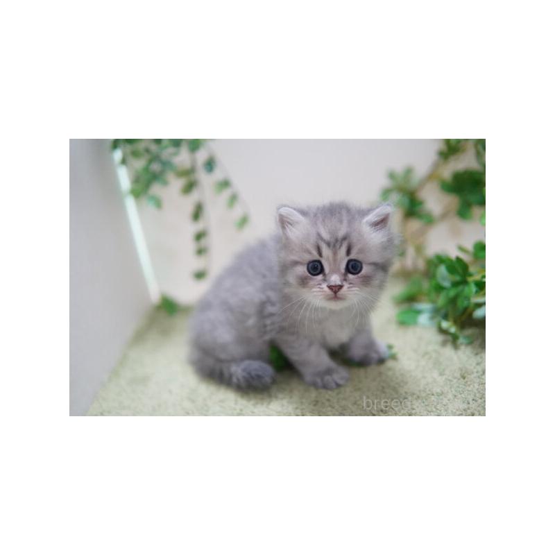 販売中の神奈川県のミヌエット-126089の2枚目