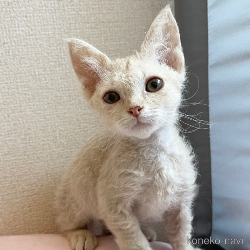 販売中の埼玉県のスクーカム-126146の1枚目