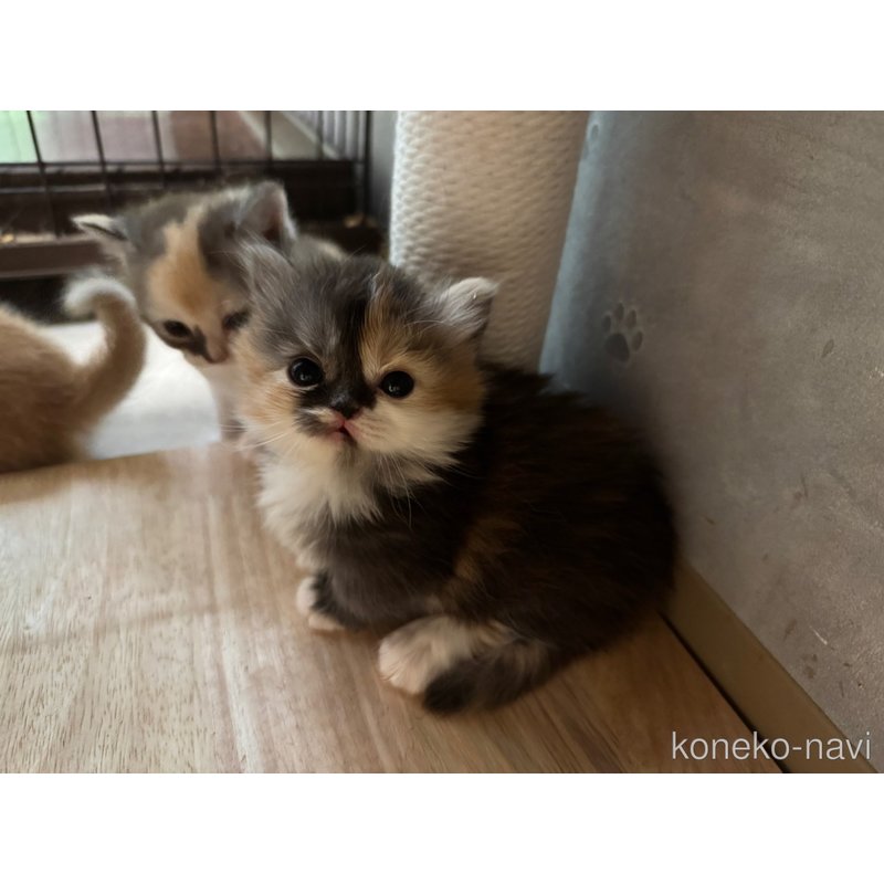 販売中の福岡県のミヌエット(短足)-126160の1枚目