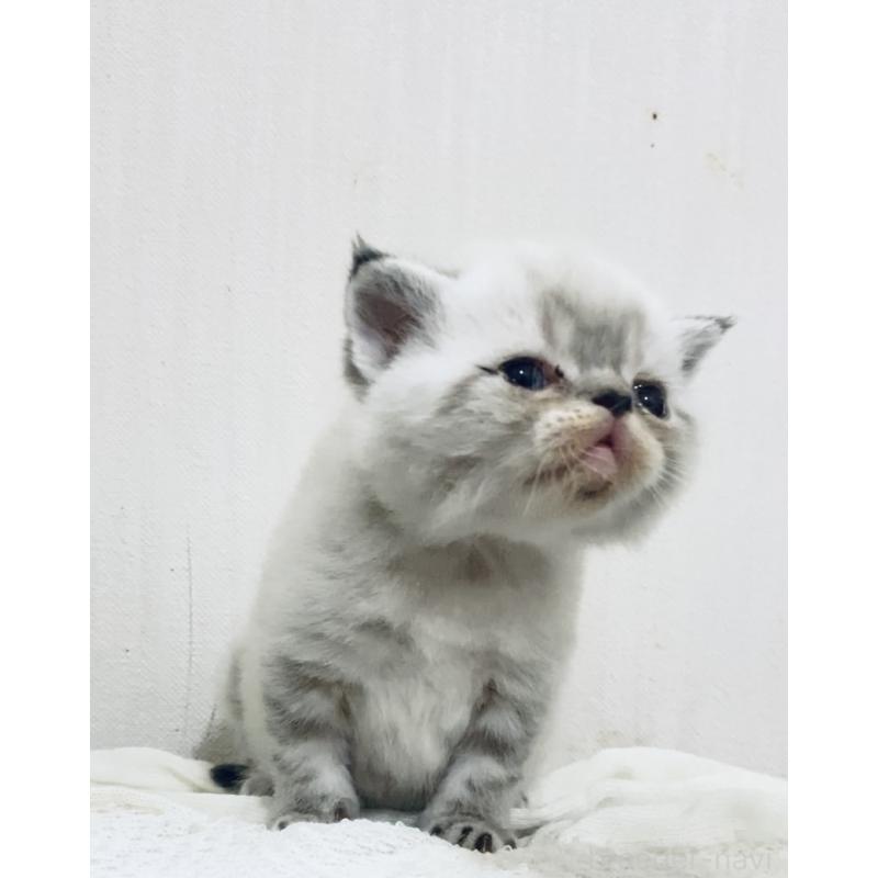 販売中の大阪府のエキゾチックショートヘア-126110の6枚目