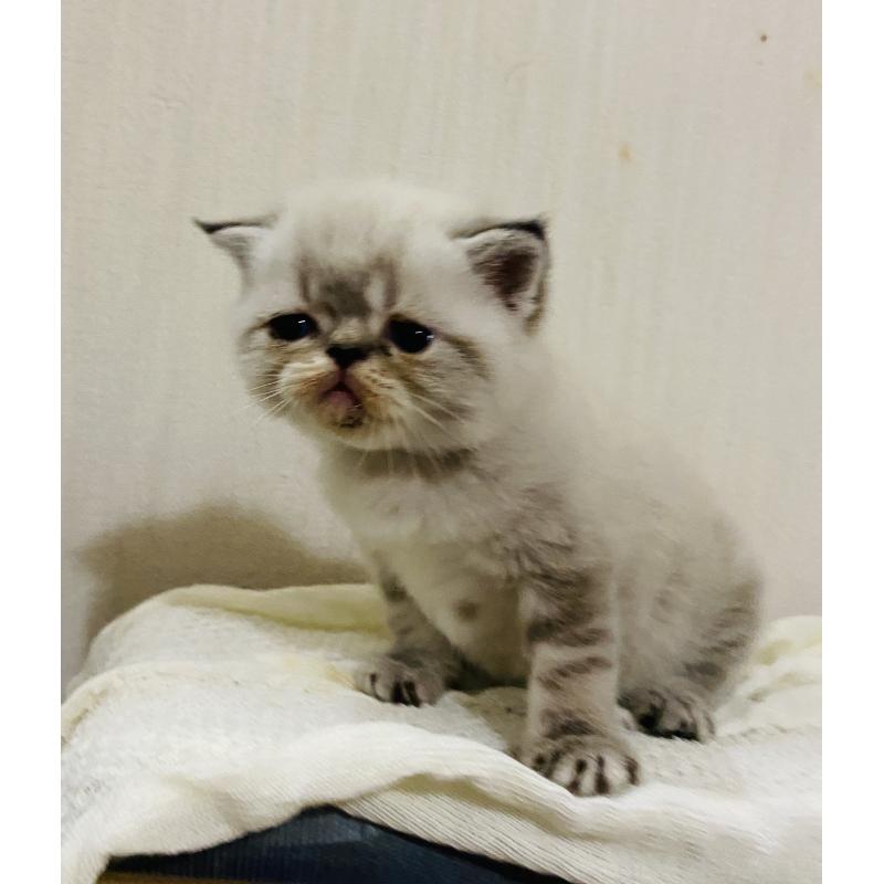 販売中の大阪府のエキゾチックショートヘア-126110の3枚目