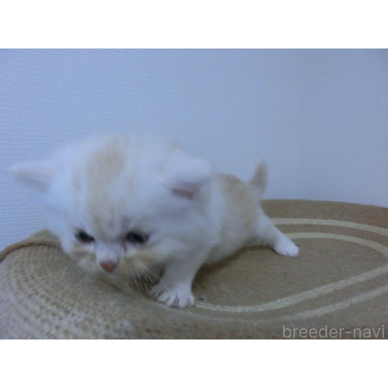 販売中の福岡県のミヌエット(短足)-125535の5枚目