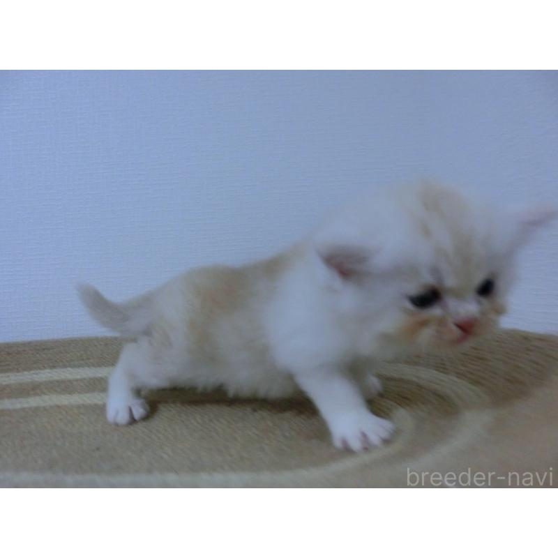 販売中の福岡県のミヌエット(短足)-125535の4枚目