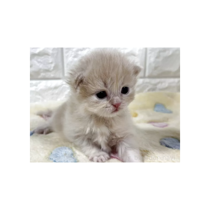 販売中の山梨県のスコティッシュフォールド-126113の3枚目