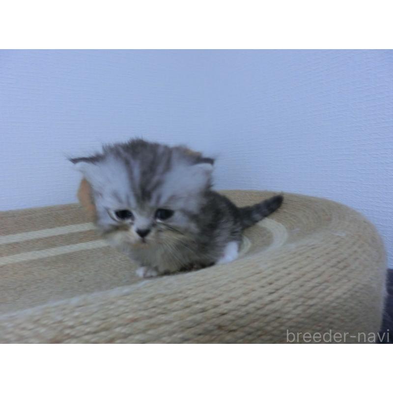 販売中の福岡県のミヌエット(短足)-125533の4枚目