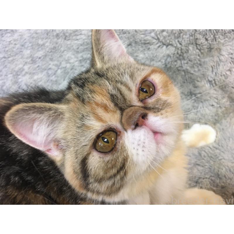 販売中の神奈川県のエキゾチックショートヘア-113826の5枚目
