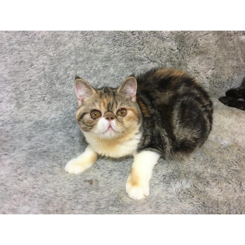 販売中の神奈川県のエキゾチックショートヘア-113826の4枚目