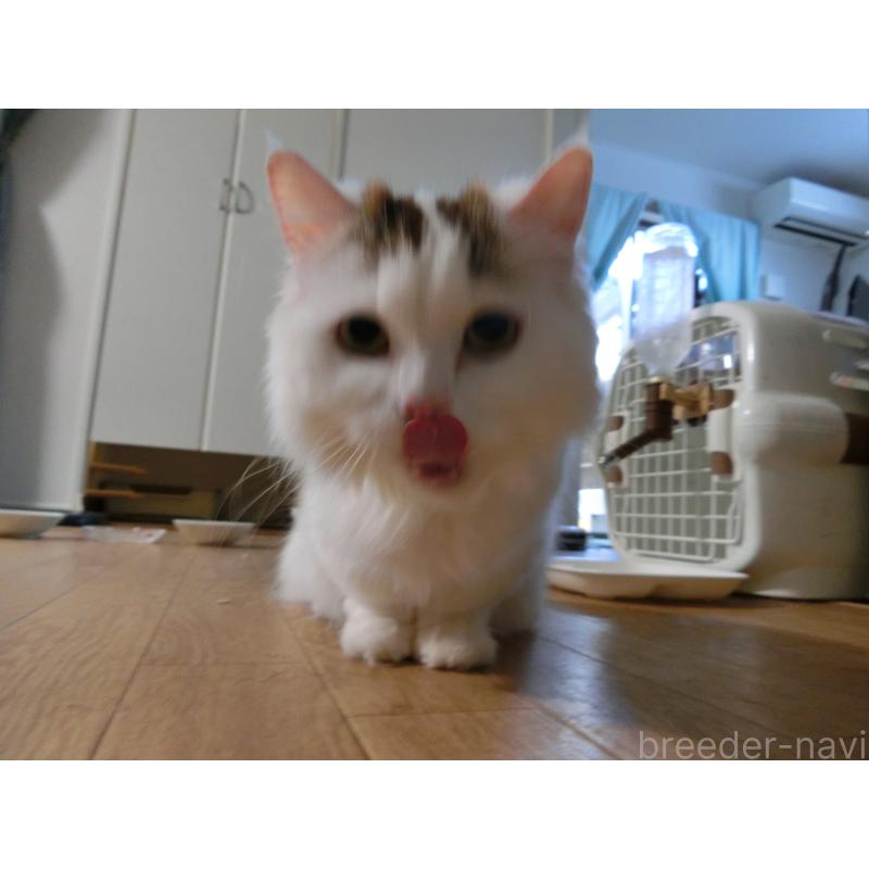 ゆっきーちゃん1枚目