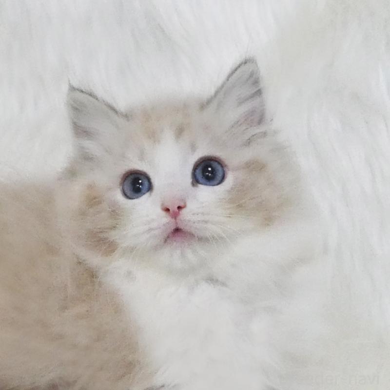 販売中の茨城県のラグドール-123146の1枚目