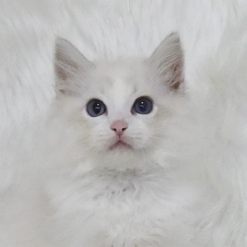販売中の茨城県のラグドール-126172の1枚目