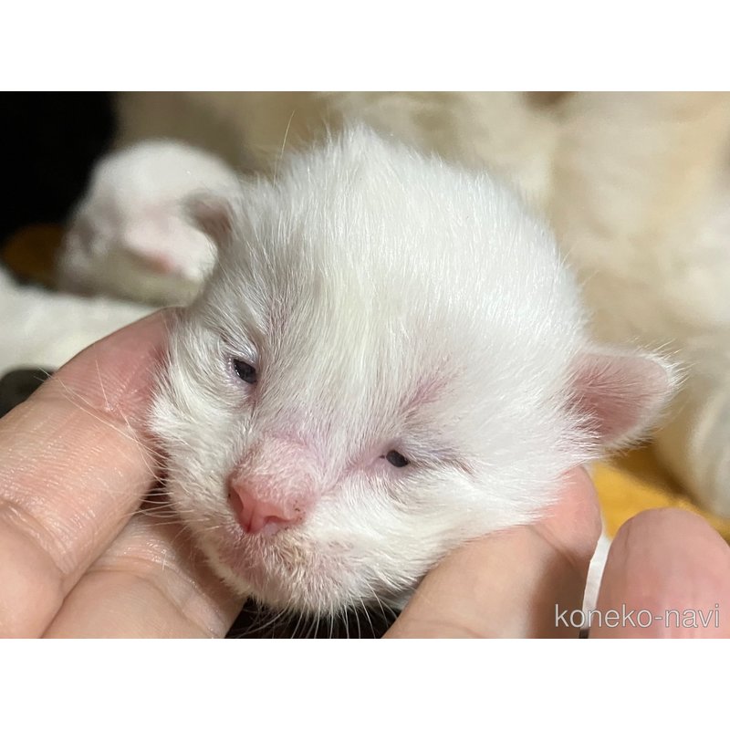 販売中の滋賀県のラグドール-126176の1枚目