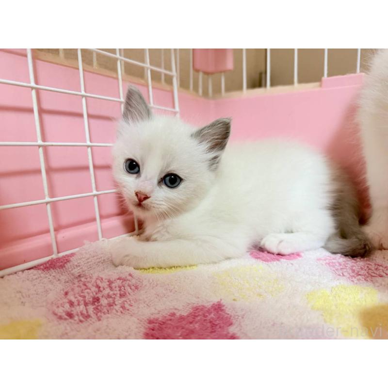販売中の茨城県のラグドール-126178の3枚目
