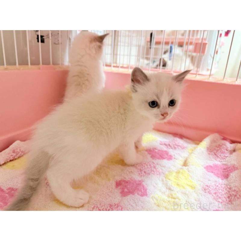 販売中の茨城県のラグドール-126178の2枚目