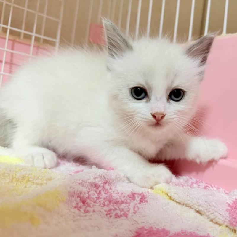 販売中の茨城県のラグドール-126178の1枚目
