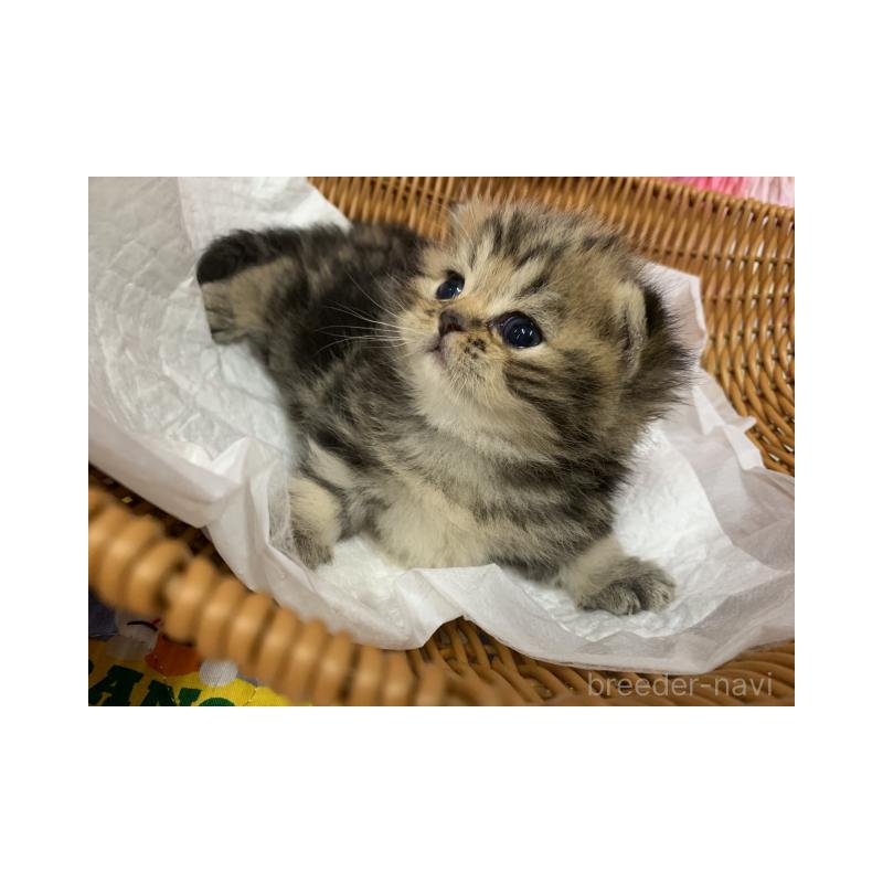 販売中の大阪府のスコティッシュフォールド-126203の4枚目