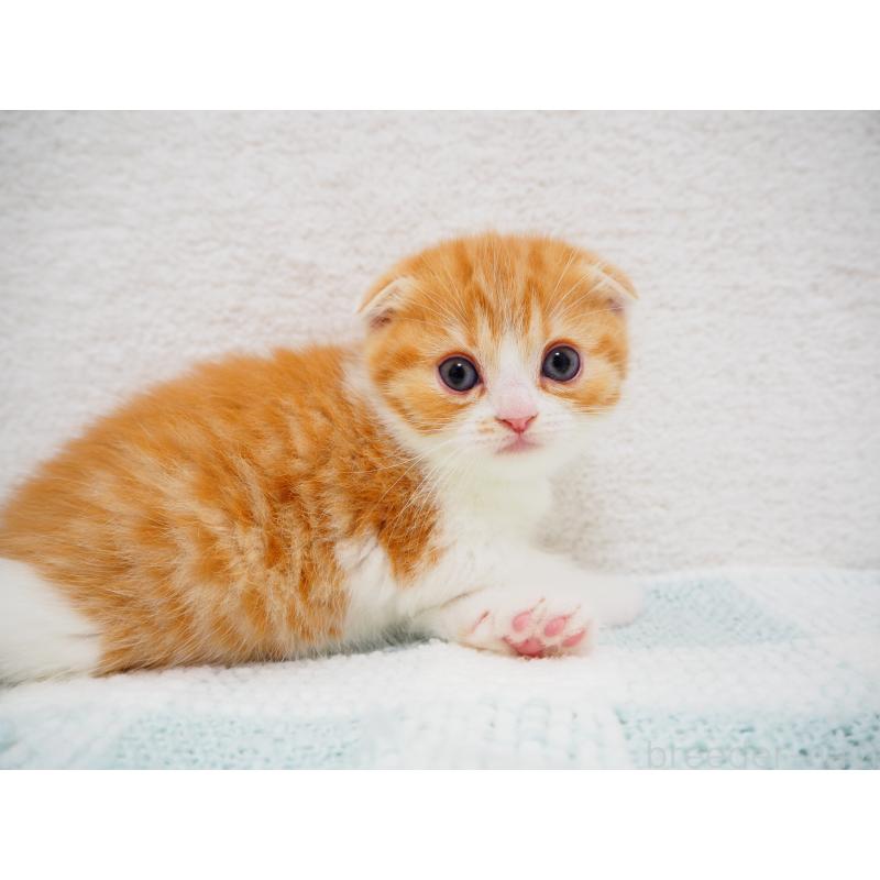 成約済の埼玉県のスコティッシュフォールド(折れ耳)-125428の9枚目